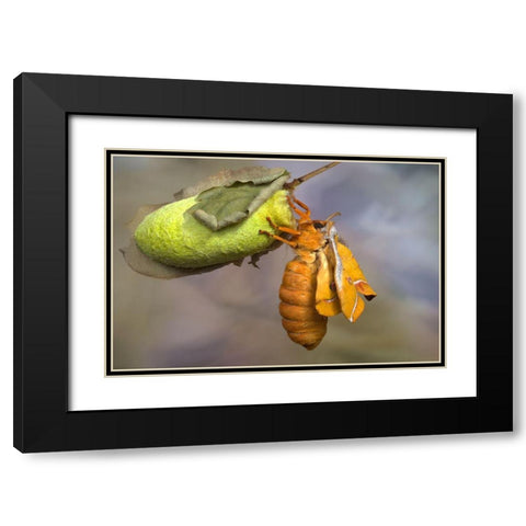 Eclosion Black Modern Wood Framed Art Print with Double Matting by Hoffman, Jimmy