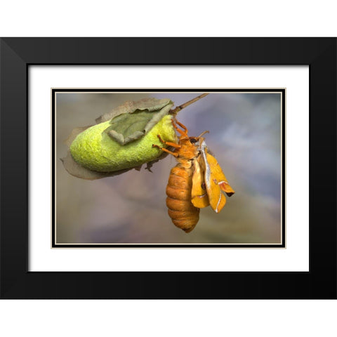 Eclosion Black Modern Wood Framed Art Print with Double Matting by Hoffman, Jimmy