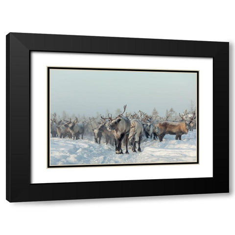 Reindeers Black Modern Wood Framed Art Print with Double Matting by Minar, Patrik