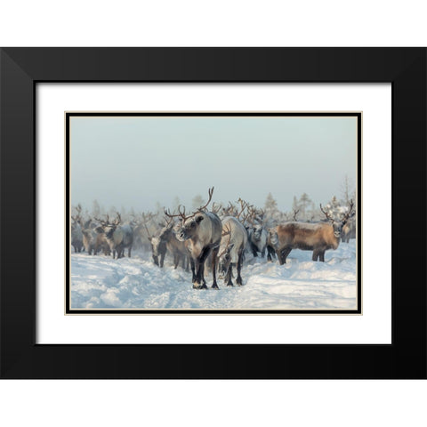 Reindeers Black Modern Wood Framed Art Print with Double Matting by Minar, Patrik