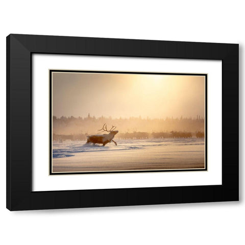 Alpha Male Black Modern Wood Framed Art Print with Double Matting by Minar, Patrik