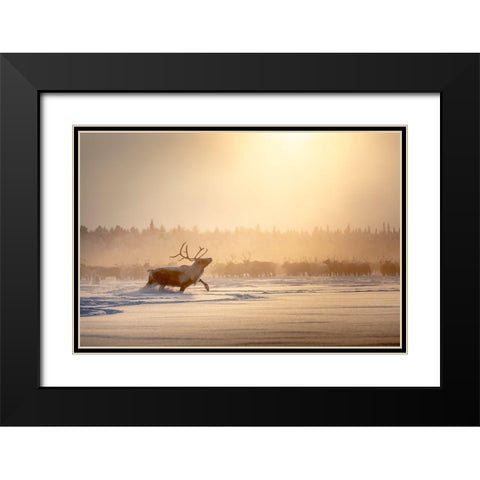Alpha Male Black Modern Wood Framed Art Print with Double Matting by Minar, Patrik