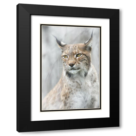 Lynx Portrait In The Fog Black Modern Wood Framed Art Print with Double Matting by Pascual Buye, Santiago