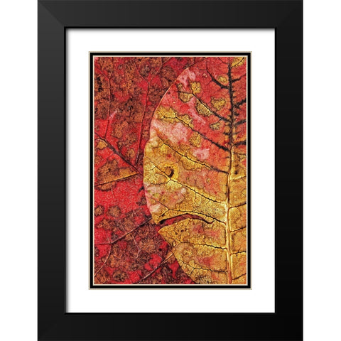 Dying Leaf Black Modern Wood Framed Art Print with Double Matting by Klabus, Ales