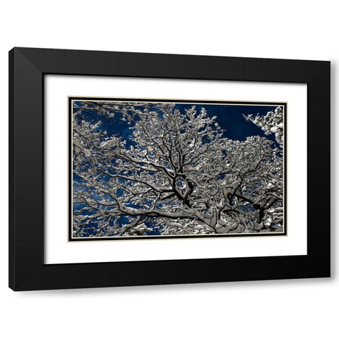 Snow In The Forest Black Modern Wood Framed Art Print with Double Matting by Moon, Katia