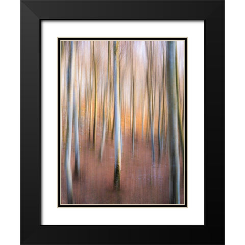 Magic Woodland Black Modern Wood Framed Art Print with Double Matting by Zanin, Riccardo