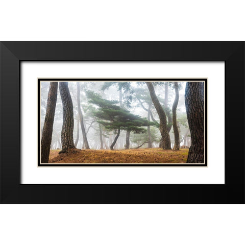 In The Misty Pine Forest Black Modern Wood Framed Art Print with Double Matting by Ryu, Jaeyoun