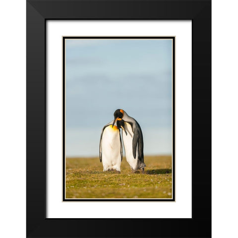 King Penguins Couple Black Modern Wood Framed Art Print with Double Matting by Gil Raga, Joan