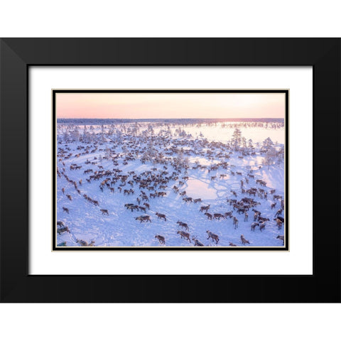 North Of Russia - Wilde Reindeers Black Modern Wood Framed Art Print with Double Matting by Minar, Patrik