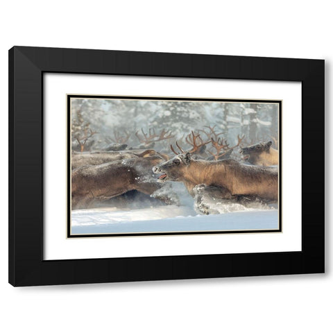 Reindeers Iii Black Modern Wood Framed Art Print with Double Matting by Minar, Patrik