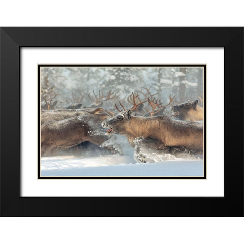 Reindeers Iii Black Modern Wood Framed Art Print with Double Matting by Minar, Patrik