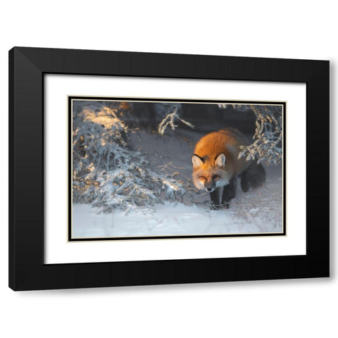 Red Fox Black Modern Wood Framed Art Print with Double Matting by Marchegiani, Roberto