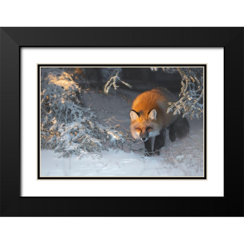 Red Fox Black Modern Wood Framed Art Print with Double Matting by Marchegiani, Roberto