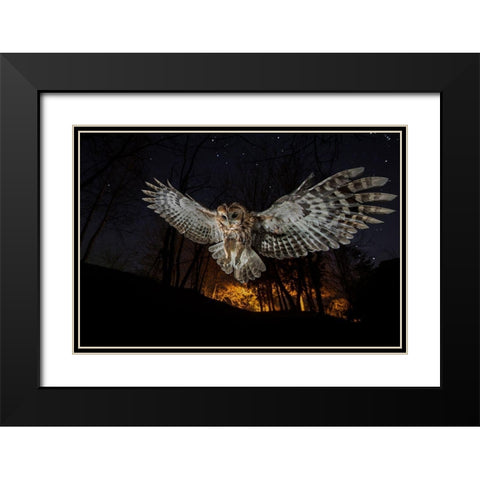 Tawny Owl And The False Fire Black Modern Wood Framed Art Print with Double Matting by Moglia, Fabrizio