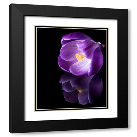 Crocus Flower With Reflections Black Modern Wood Framed Art Print with Double Matting by Gade, Jens