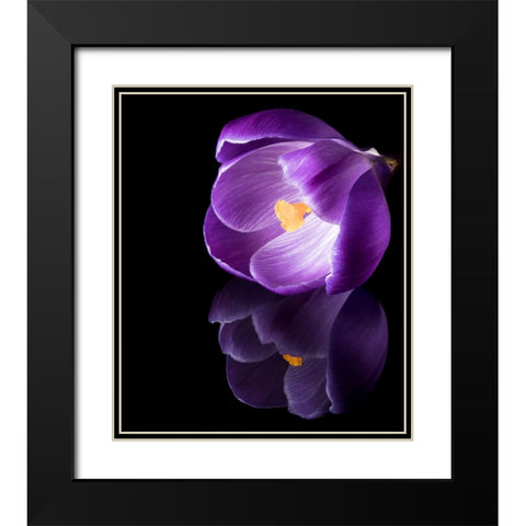 Crocus Flower With Reflections Black Modern Wood Framed Art Print with Double Matting by Gade, Jens