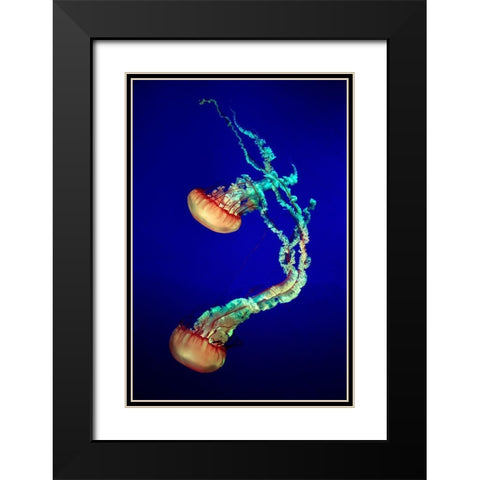 Jelly Fish Black Modern Wood Framed Art Print with Double Matting by Provost, Louis-Philippe