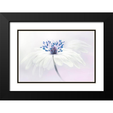 Anemone Blanda Black Modern Wood Framed Art Print with Double Matting by Parker, Jacky