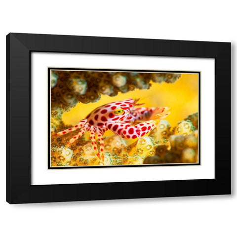 Red -Spotted Guard Crab Black Modern Wood Framed Art Print with Double Matting by Gabriel, Barathieu