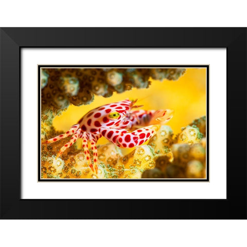Red -Spotted Guard Crab Black Modern Wood Framed Art Print with Double Matting by Gabriel, Barathieu