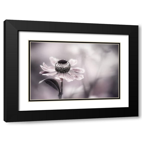 Helenium Black Modern Wood Framed Art Print with Double Matting by Disher, Mandy
