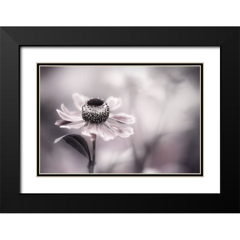 Helenium Black Modern Wood Framed Art Print with Double Matting by Disher, Mandy
