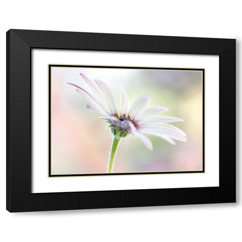Cape Daisy Black Modern Wood Framed Art Print with Double Matting by Disher, Mandy