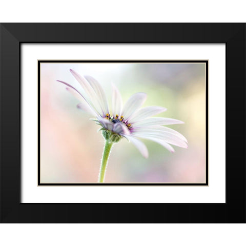 Cape Daisy Black Modern Wood Framed Art Print with Double Matting by Disher, Mandy
