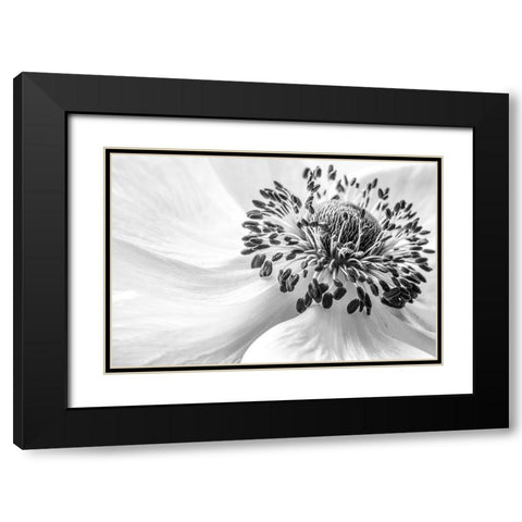 Anemone Black Modern Wood Framed Art Print with Double Matting by Disher, Mandy