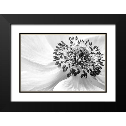 Anemone Black Modern Wood Framed Art Print with Double Matting by Disher, Mandy