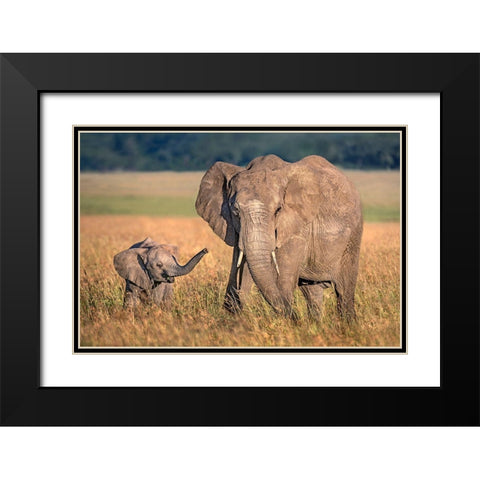 Mom Elephant With Calf Black Modern Wood Framed Art Print with Double Matting by Ortega, Xavier