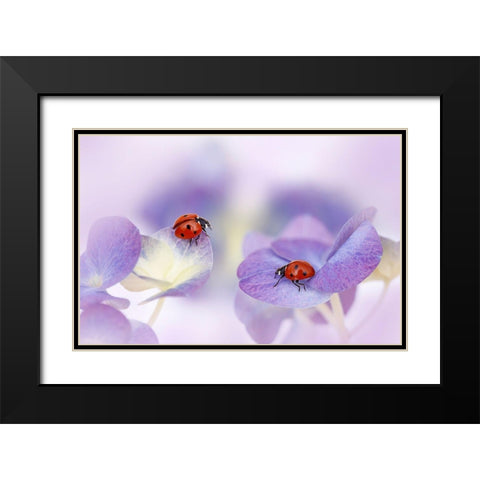 Red And Purple Black Modern Wood Framed Art Print with Double Matting by Van Deelen, Ellen