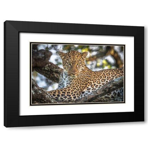 The Arboreal King Black Modern Wood Framed Art Print with Double Matting by C. Sink, Jeffrey
