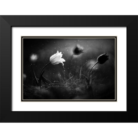 Steppe Flower Black Modern Wood Framed Art Print with Double Matting by Fedotov, Vadim