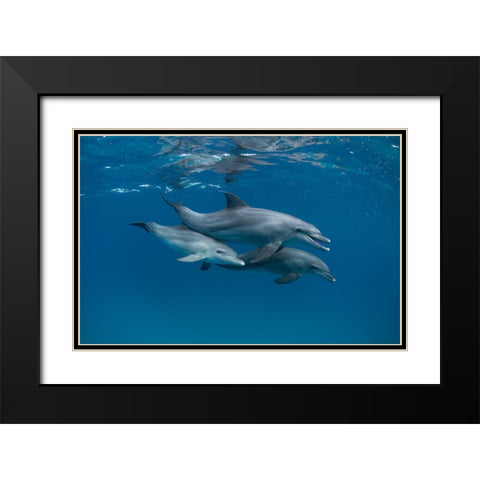 Dolphins Black Modern Wood Framed Art Print with Double Matting by Molinari, Romano