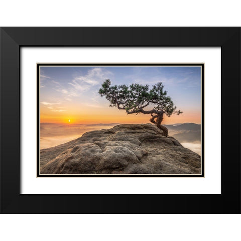 Old Pine Black Modern Wood Framed Art Print with Double Matting by Siegel, Thomas