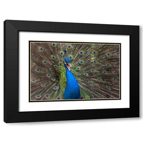 Indian Peafowl Black Modern Wood Framed Art Print with Double Matting by Oesin, Dikky