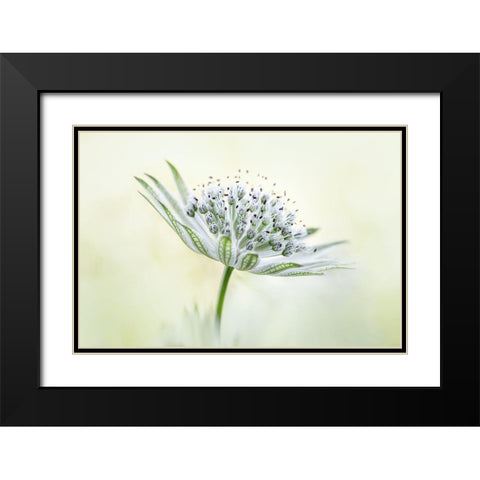 ~Astrantia~ Black Modern Wood Framed Art Print with Double Matting by Disher, Mandy