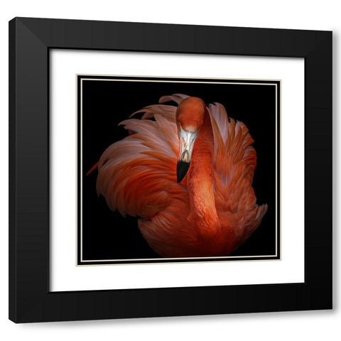 Pink Beauty Black Modern Wood Framed Art Print with Double Matting by Kamera