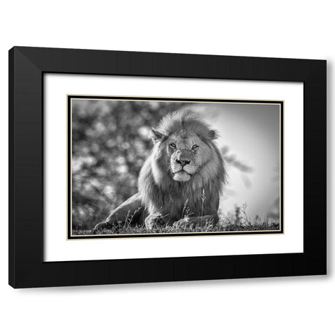 Monochromatic Lion King Black Modern Wood Framed Art Print with Double Matting by C. Sink, Jeffrey