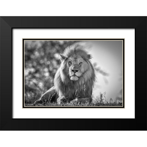 Monochromatic Lion King Black Modern Wood Framed Art Print with Double Matting by C. Sink, Jeffrey