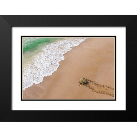 Turtle Season Black Modern Wood Framed Art Print with Double Matting by Al Farsi, Haitham