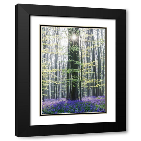 Sun Between Trees Black Modern Wood Framed Art Print with Double Matting by Muqa, Burim