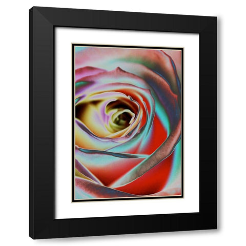 Rose Black Modern Wood Framed Art Print with Double Matting by Koenig, Andre