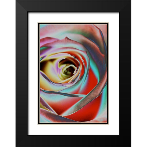 Rose Black Modern Wood Framed Art Print with Double Matting by Koenig, Andre