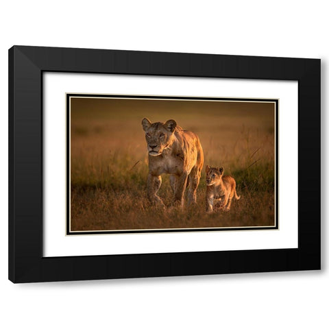 Mom Lioness With Cub Black Modern Wood Framed Art Print with Double Matting by Ortega, Xavier