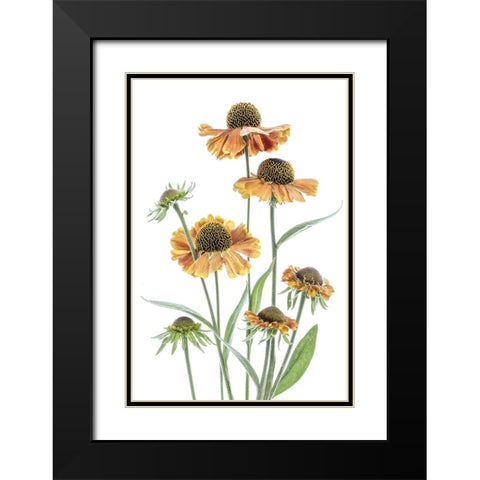 Helenium Black Modern Wood Framed Art Print with Double Matting by Disher, Mandy