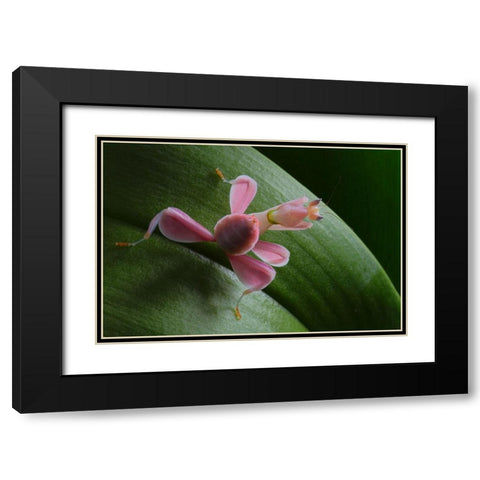Flower Power Black Modern Wood Framed Art Print with Double Matting by Hoffman, Jimmy