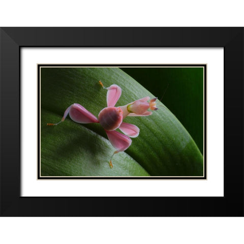 Flower Power Black Modern Wood Framed Art Print with Double Matting by Hoffman, Jimmy