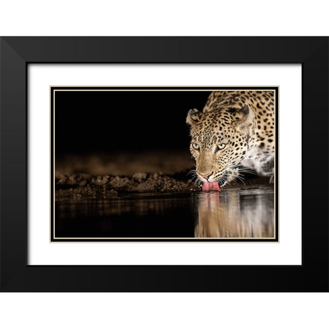 Eye Of The Tiger Black Modern Wood Framed Art Print with Double Matting by Eichelberg, Amnon
